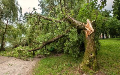 Professional Storm Damage Cleanup in Tampa