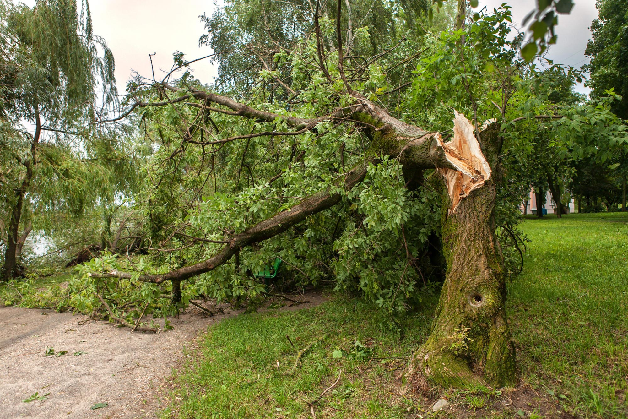 A fallen tree with a broken trunk lies on the grass near a path in a park.