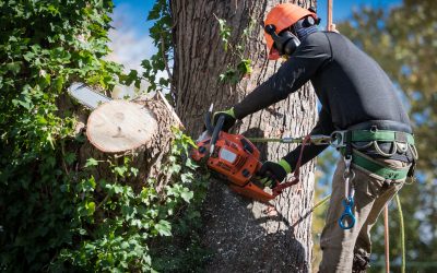 Do You Really Need Tree Removal Services? Here’s How to Know for Sure!
