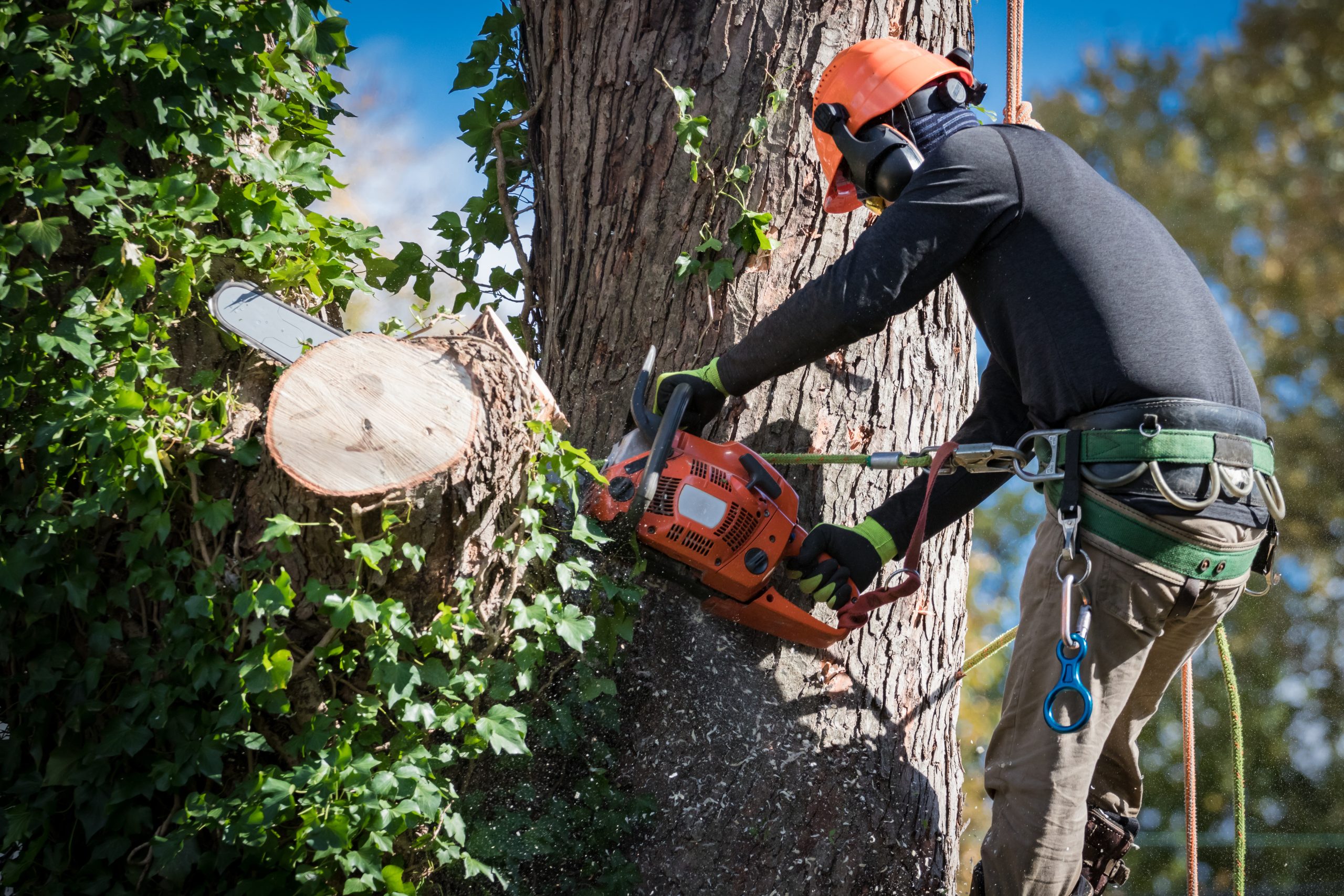 Tree Removal Services Man in safety harnesses and helmet cuts down large tree sections Tree Removal Services