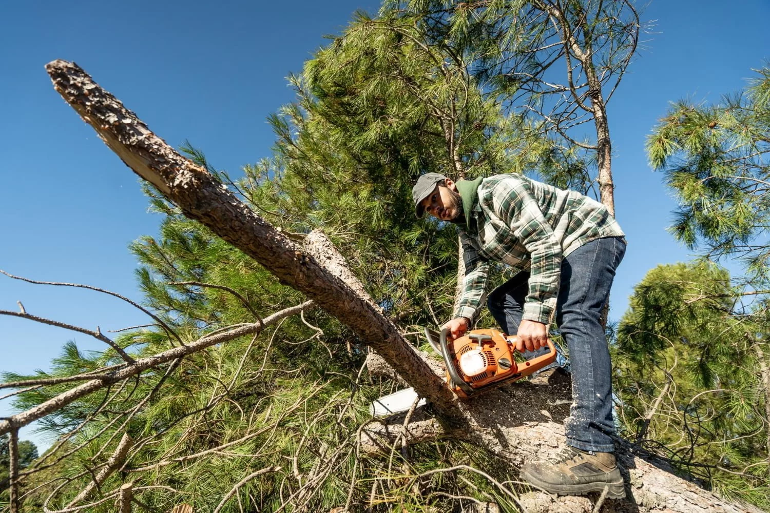 low-angle-shot-young-caucasian-man-cutting-tree-trunk-with-chainsaw Man in a plaid shirt uses a chainsaw to cut a branch from a tall tree.