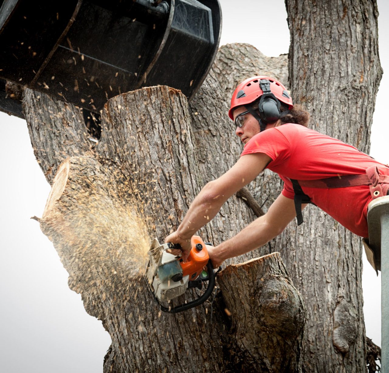 Tree Removal Services in Tampa | AmeriTree Experts Tampa