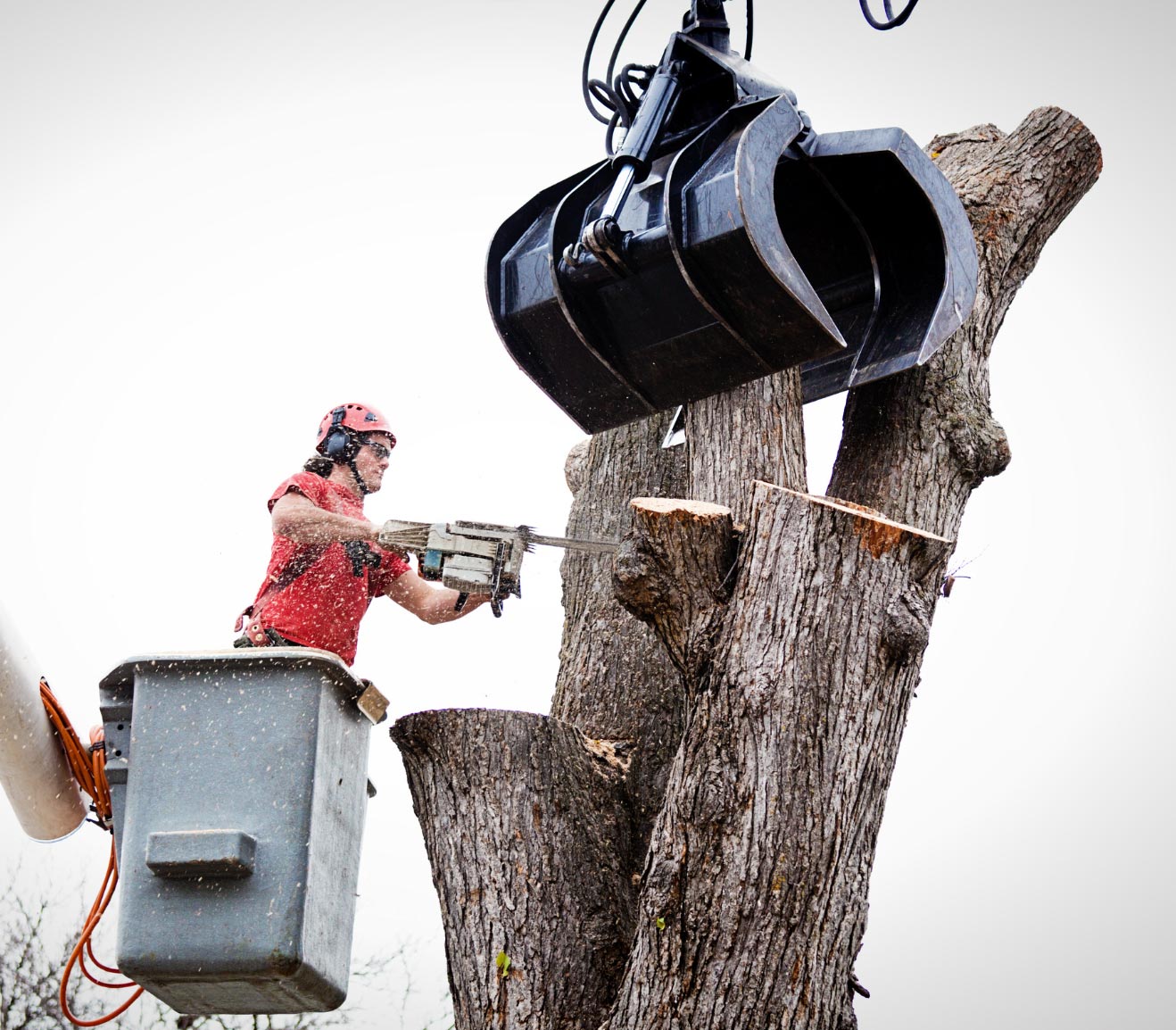 tree-removal-image Emergency Tree Removal