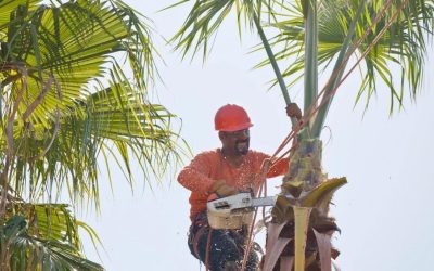 Top Tree Cutting Tips: Keep Your Yard Safe and Stunning All Year Round