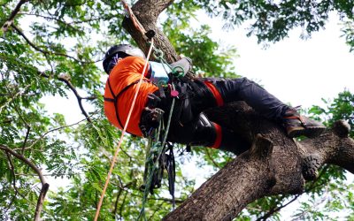 5 Times You Need to Call a Certified Arborist: Keeping Your Trees Healthy and Safe