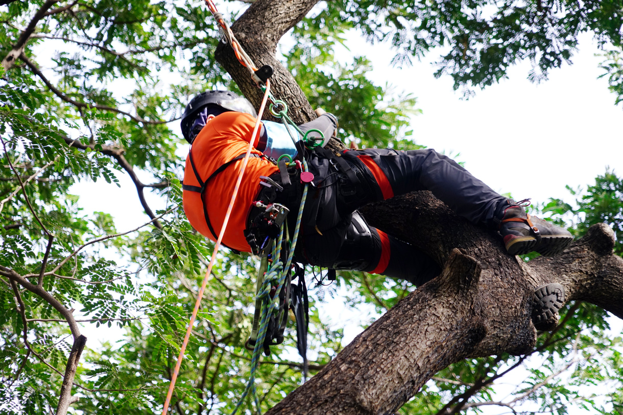 Certified Arborist Certified Arborist