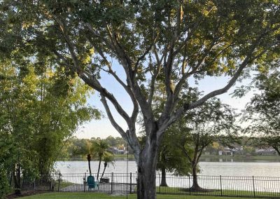 A large tree stands in a grassy yard near a lake with houses visible in the background and a swing hanging from a branch.