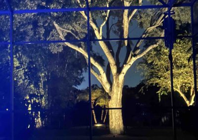 Night view of a large tree illuminated by blue lights, seen through a window frame with a pool in the foreground.