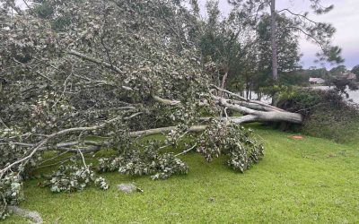 The Real Value of Professional Tree Services for Florida Homeowners