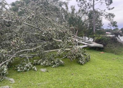 A large tree lies fallen on a green lawn, surrounded by other trees under a cloudy sky.