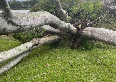 A fallen tree rests on green grass with branches scattered around under a cloudy sky.