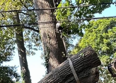 A person cuts a large tree trunk while secured with a harness, surrounded by green foliage.