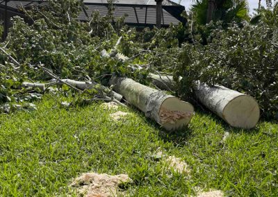 Fallen tree branches and logs on grass near palm trees, with a chainsaw in the foreground.