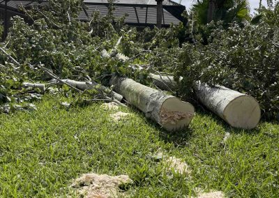 Fallen tree branches and logs on grass near a chainsaw, with a house and palm trees in the background.