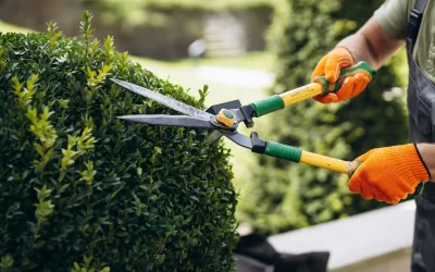 Essential Tree Trimming Tools Every Homeowner Should Have