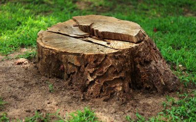 Got an Ugly Stump? Here’s Why You Should Get It Removed ASAP