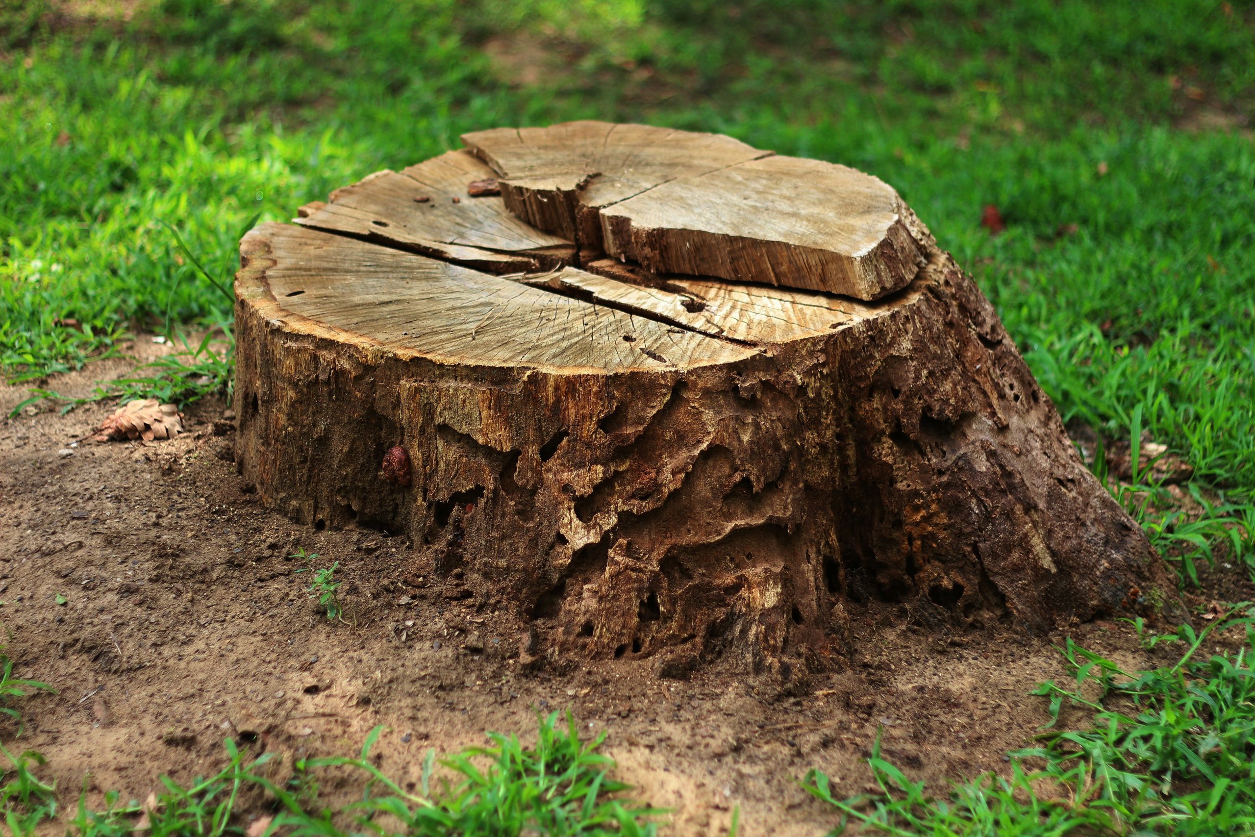 A large, weathered tree stump surrounded by green grass.