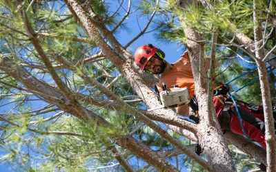 Signs It’s Time to Remove a Tree: When Waiting Could Cost You More