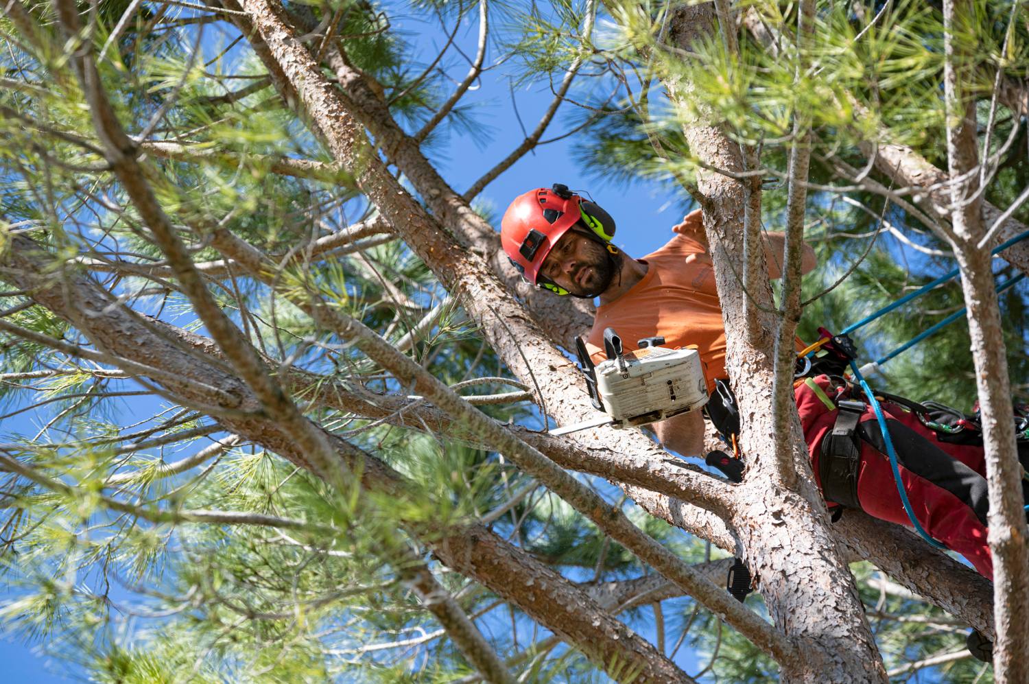 A tree worker wearing a helmet and safety gear uses a chainsaw while pruning branches high in a tree.