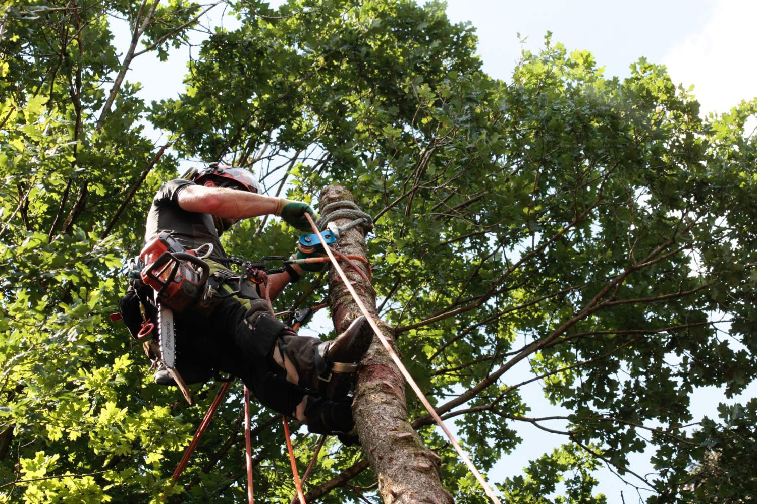 Arborist in safety gear climbing and cutting a tree surrounded by green foliage.