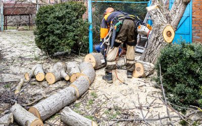 Tree Removal in Hillsborough County: How to Know When It’s Time