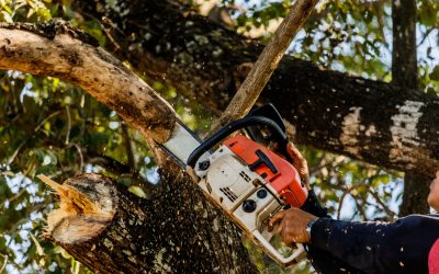 Tree Cutting in Tampa FL That Keeps Your Yard Safe Healthy