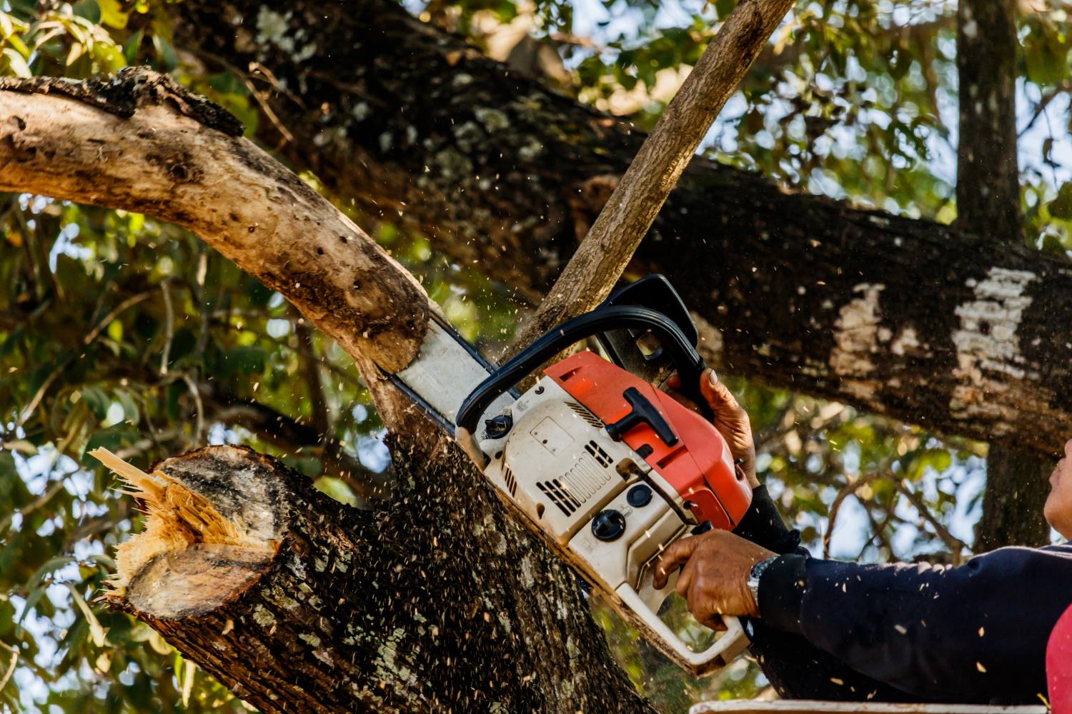 Person cutting a tree branch with a chainsaw, surrounded by green leaves and sawdust flying.