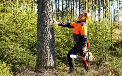 When Should You Cut Down a Tree?