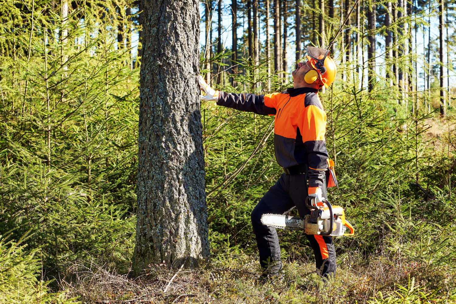 8745958 Lumberjack in safety gear examines a tree, holding a chainsaw in a forested area.