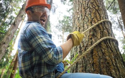 Tree Care Experts Share: 5 Things Most Homeowners Get Wrong About Tree Maintenance